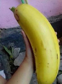 国产对白大香蕉,揭秘国产影视作品的魅力与影响力  第1张 国产对白大香蕉,揭秘国产影视作品的魅力与影响力  第1张