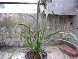 国产草b,绿色生态,引领未来农业发展新潮流 第3张 国产草b,绿色生态,引领未来农业发展新潮流 第3张